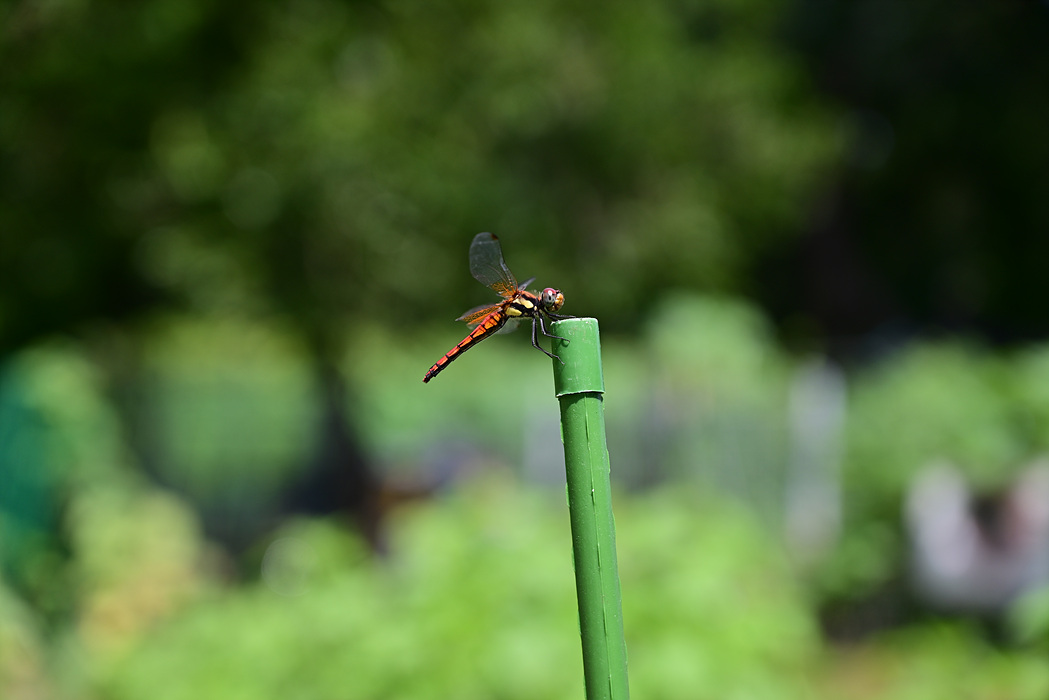 DSC_5157.jpg