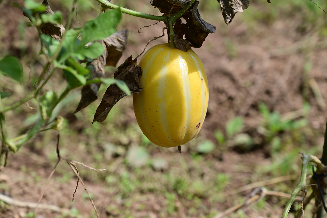 DSC_5219.jpg