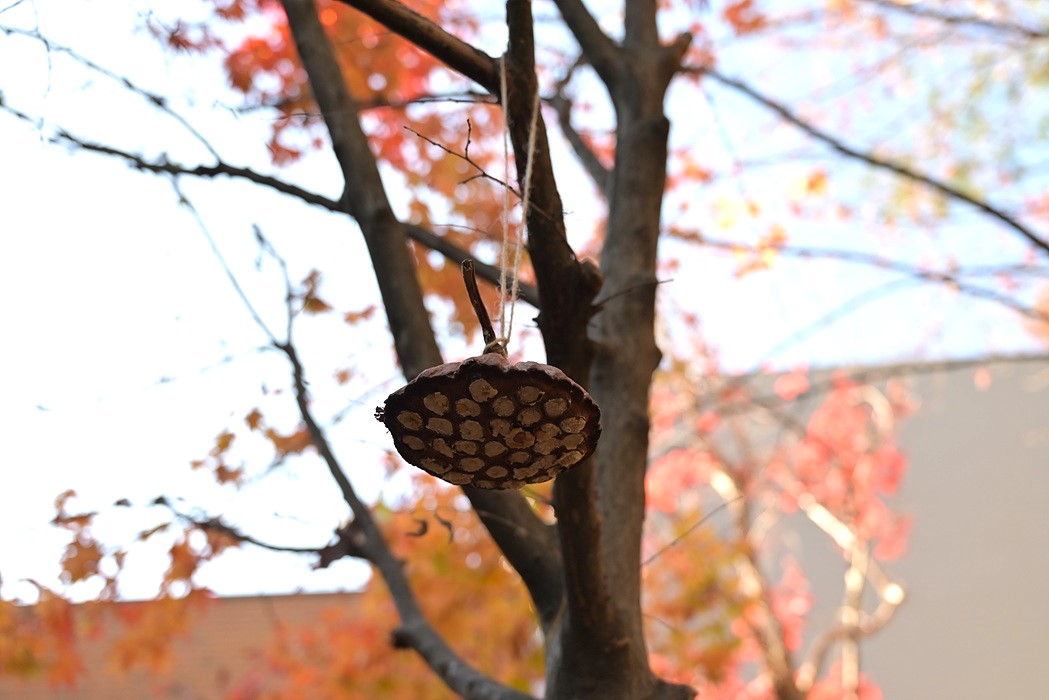 DSC_8112.jpg