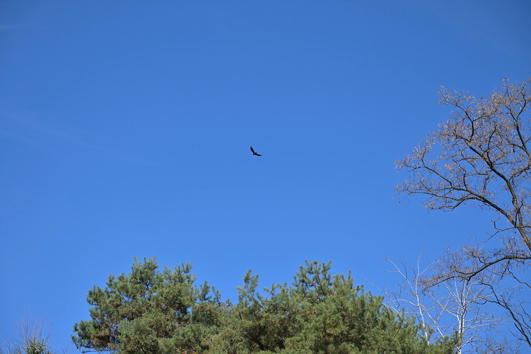 DSC_8333.jpg