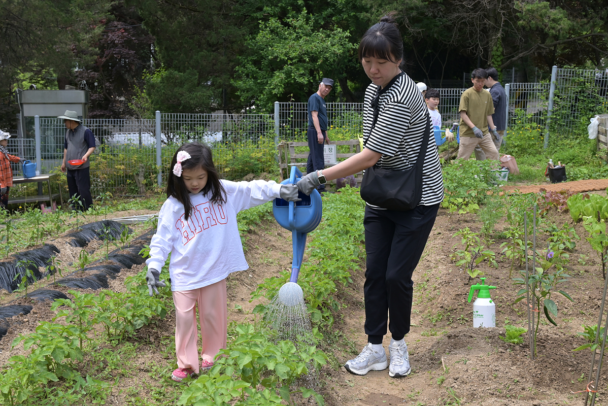 감자밭 물주기2.jpg