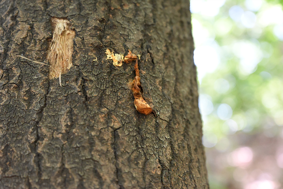 DSC_0730.jpg