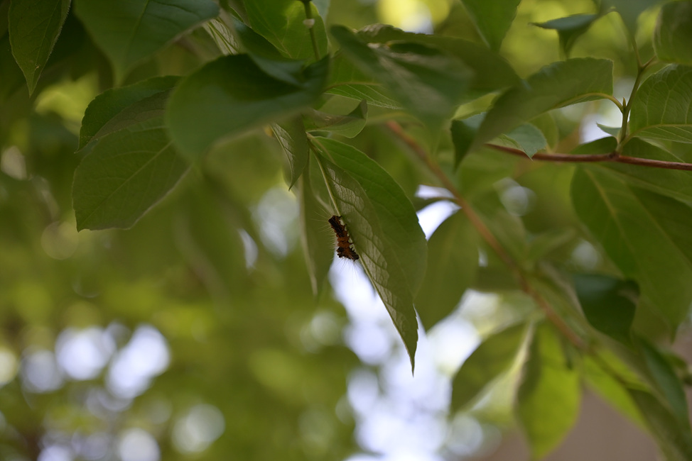 DSC_0145.jpg