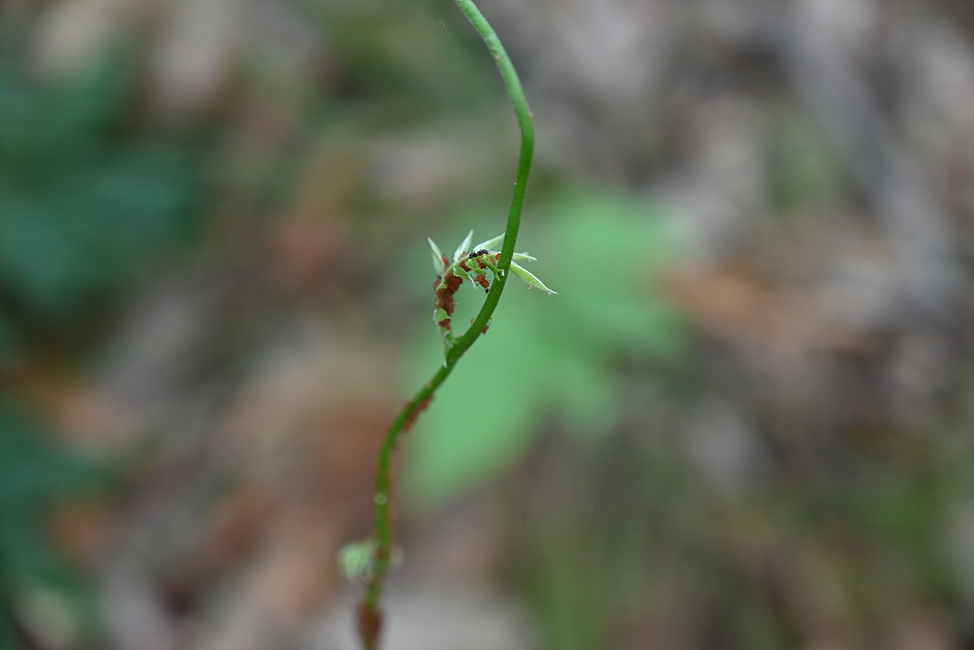 DSC_0639.jpg